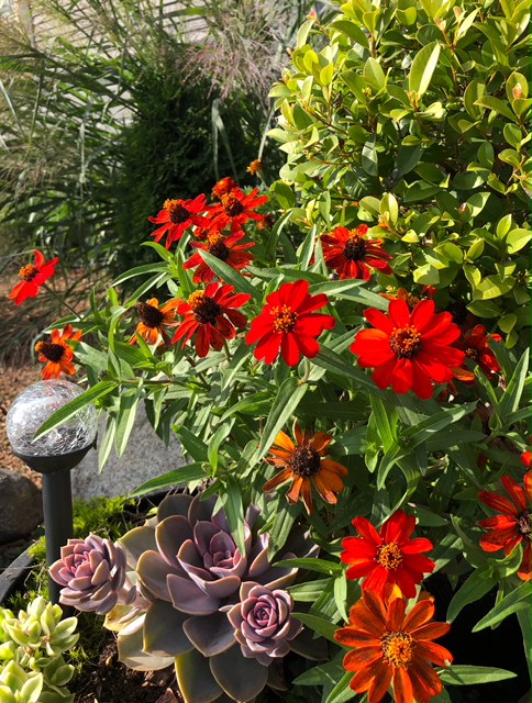 Dreaming of Next Year's Garden